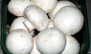 白蘑菇没熟能吃吗 白蘑菇是口蘑吗